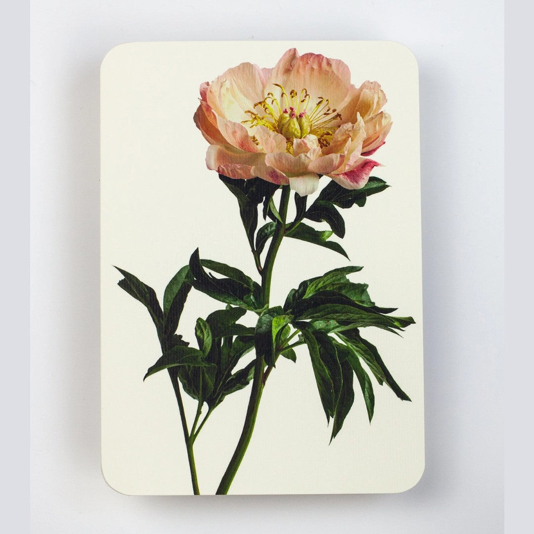 Peony Greeting Card