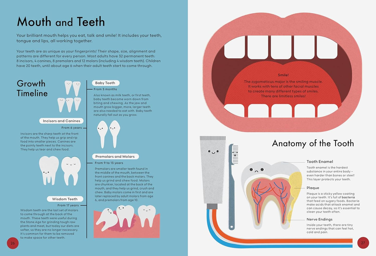 Head To Toe: An Introduction to the Human Body